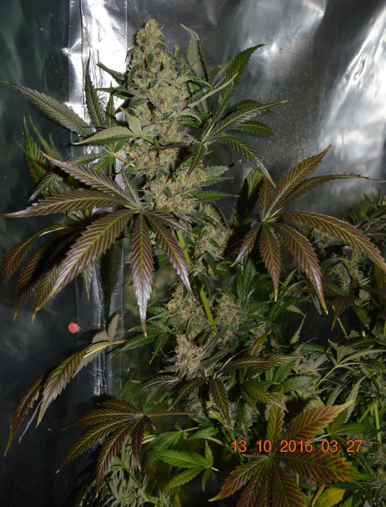 Darkie2