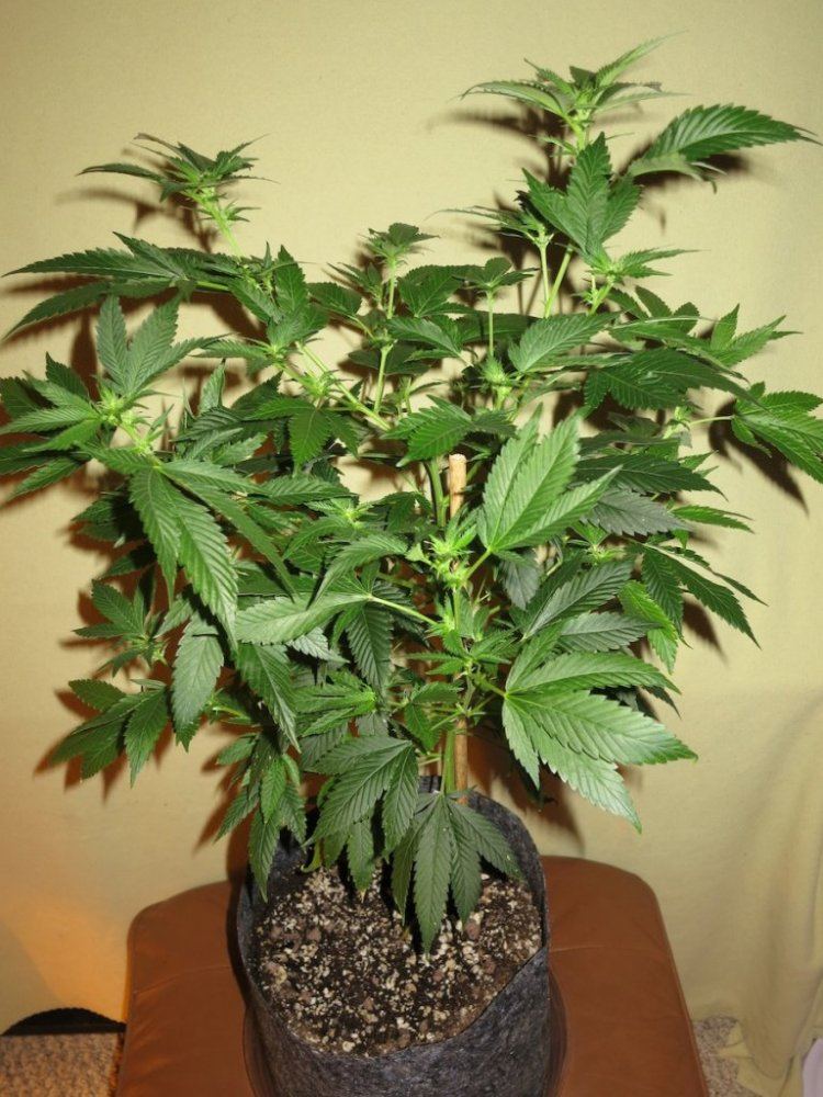 DARKSTAR sf