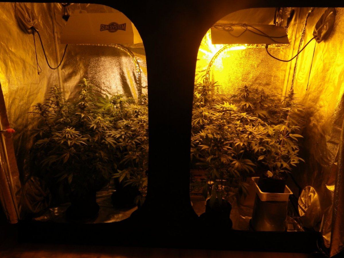 Dat garden in 2015 003