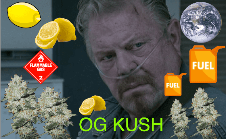 Dat piney shittt