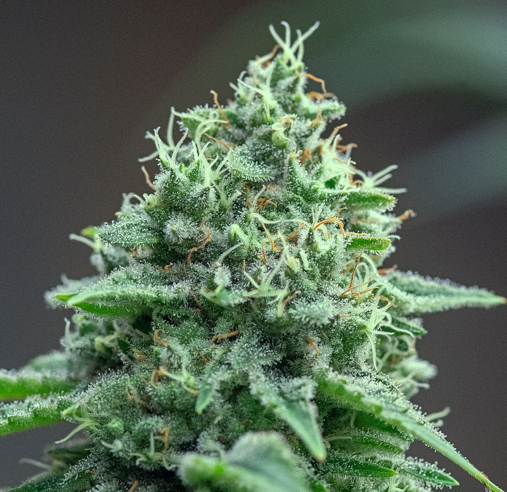 Dau 47 of 88 HS bud close 13 Dec
