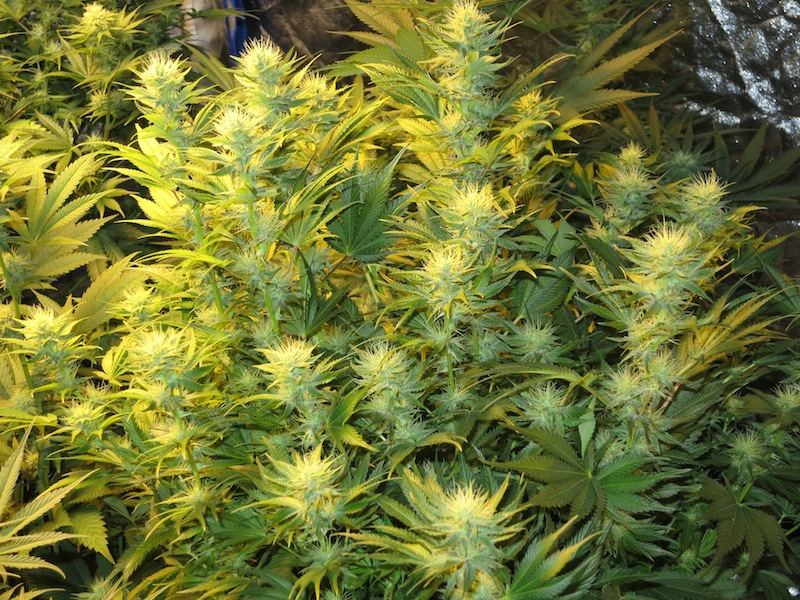 DAWGBUSH sf