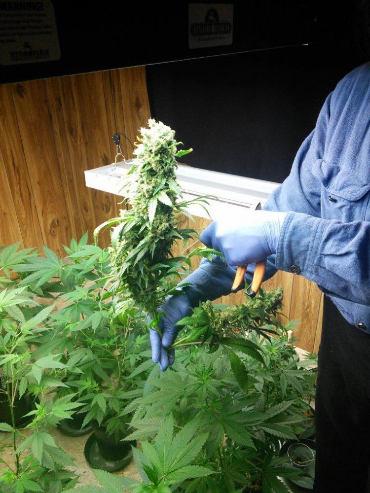 Dawggonetruthday63harvestedaa01a
