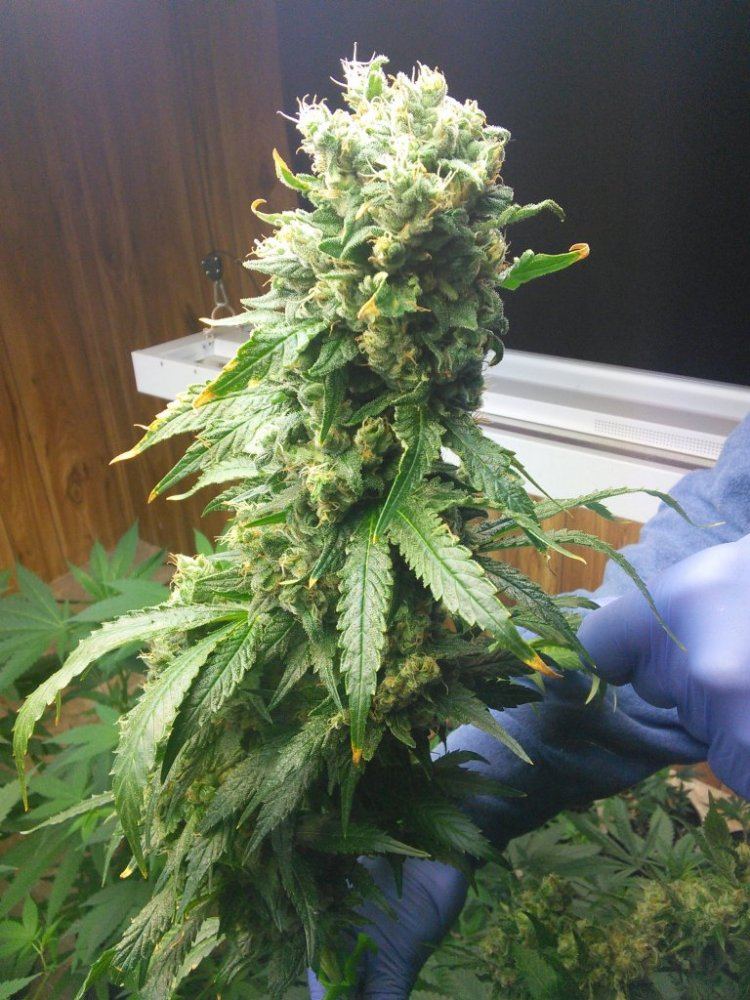 Dawggonetruthday63harvestedaa02a