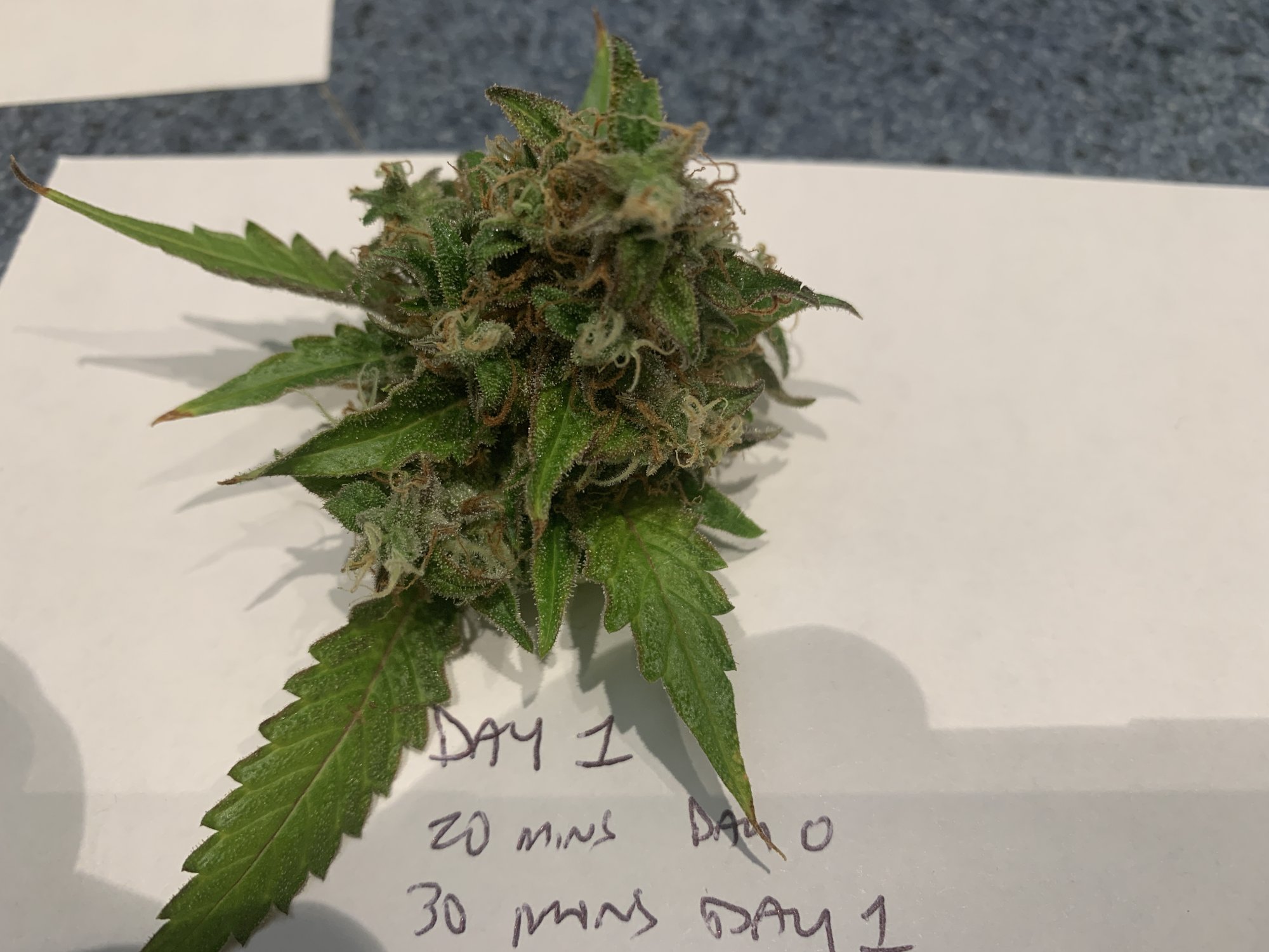 Day 1 complete Bud for Micro and TLC