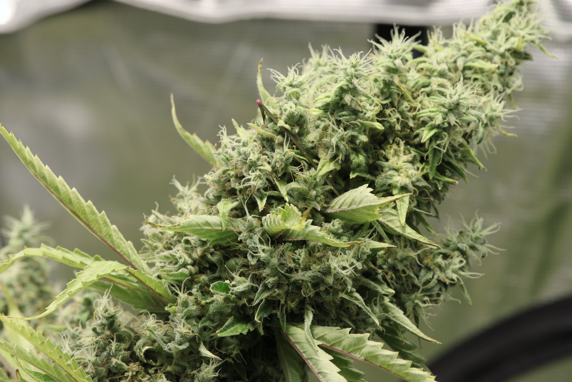 Day 10 control bud