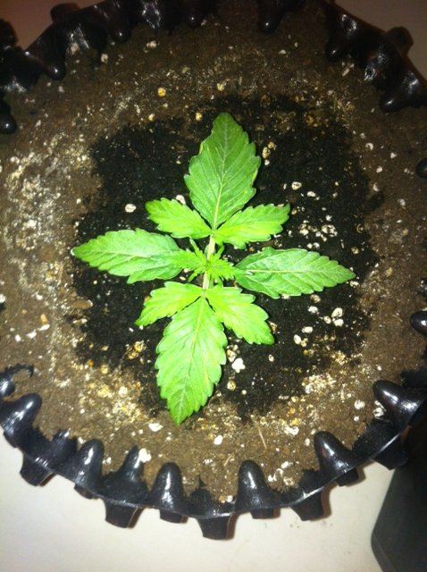 DAY 10