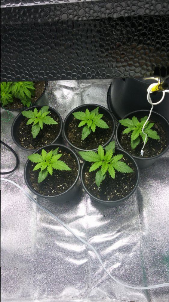 Day 11