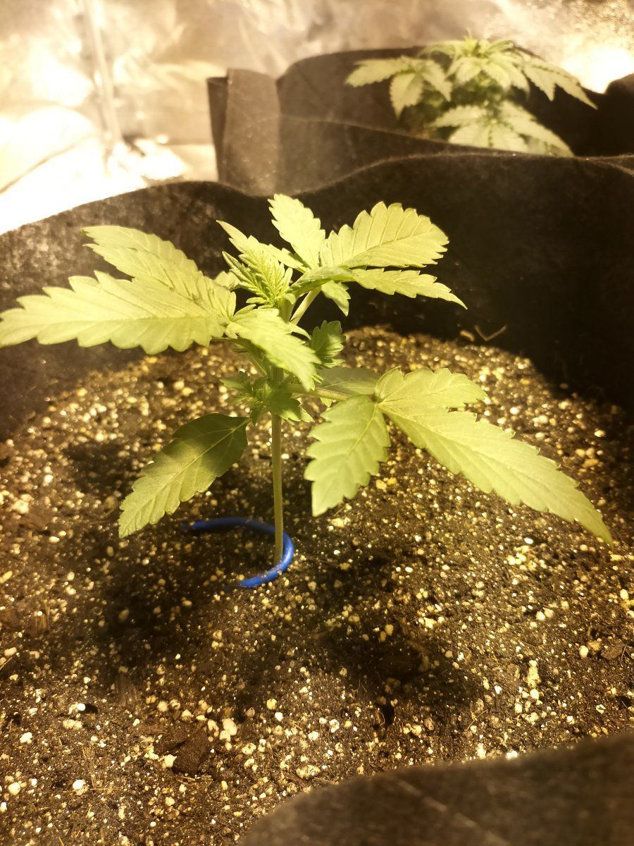 Day 12 first 2