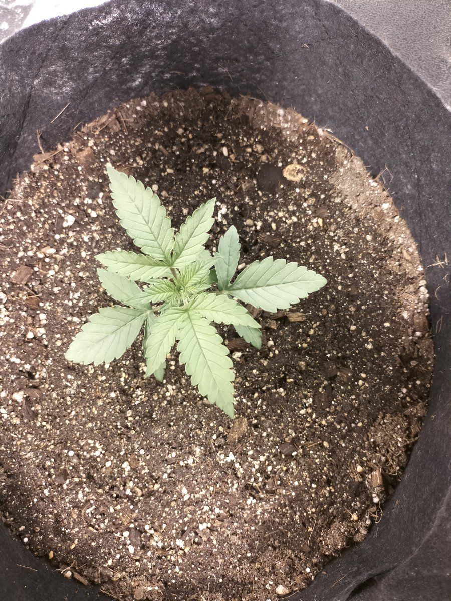 Day 12