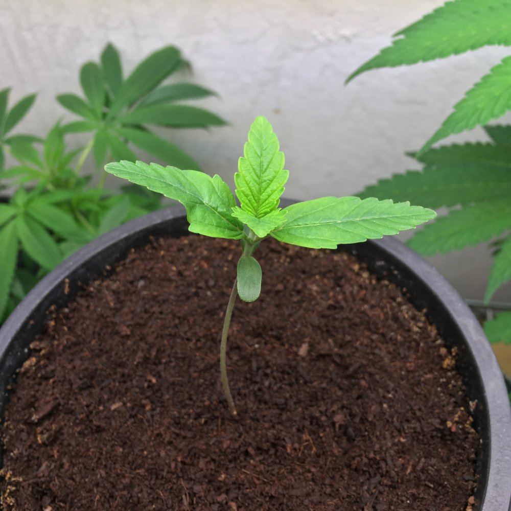Day 12