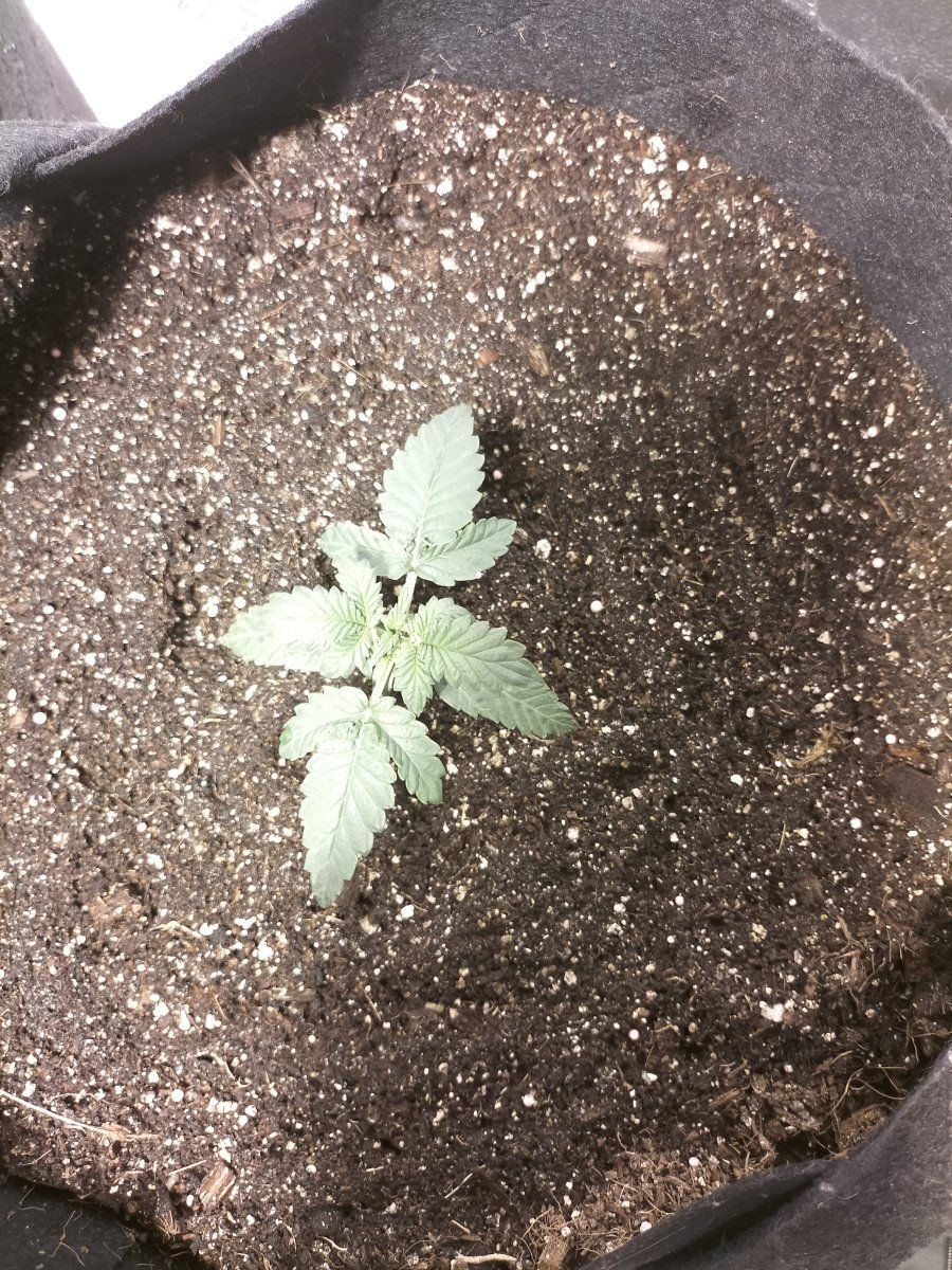 Day 12 second