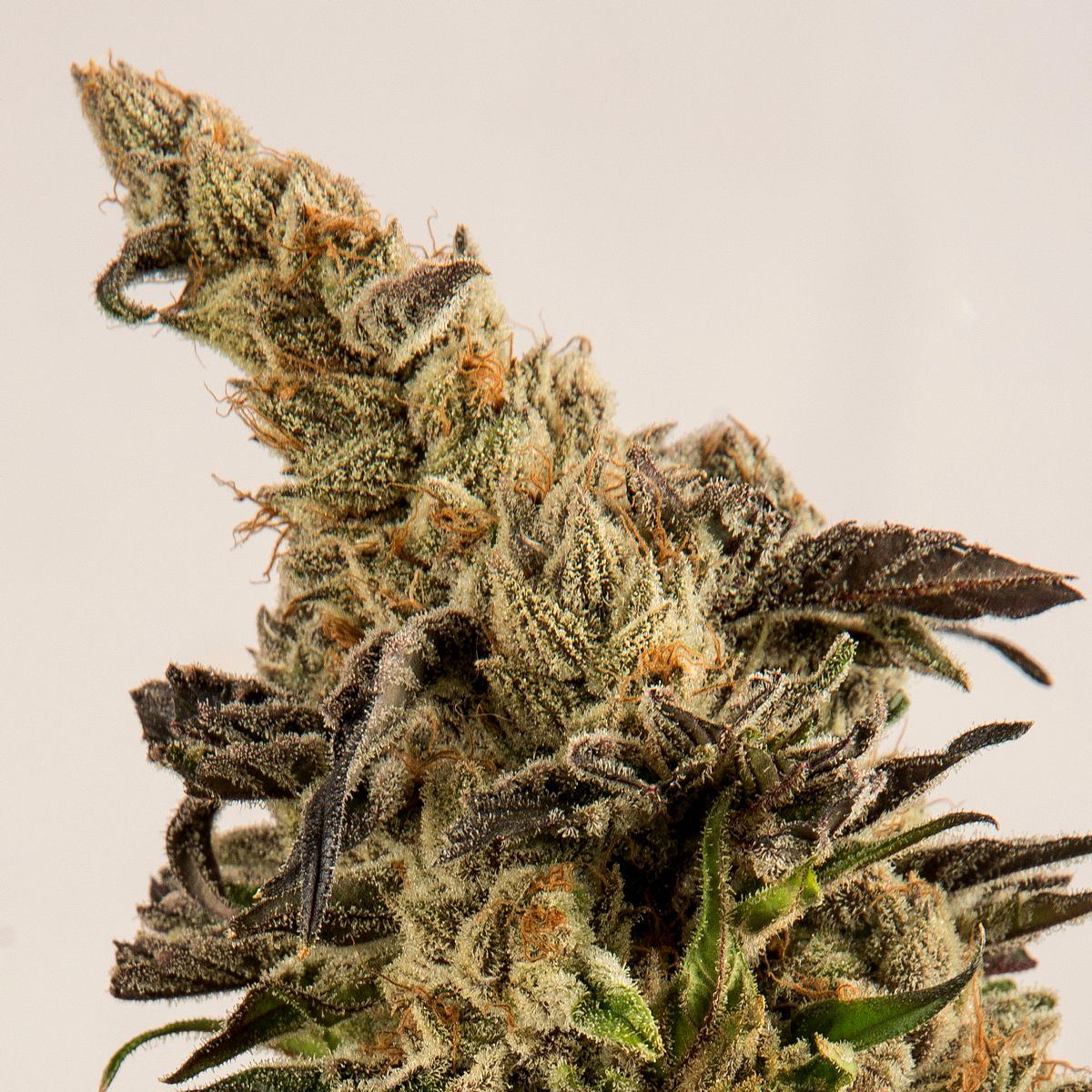 Day 120 LB crop bud two 2 Nov