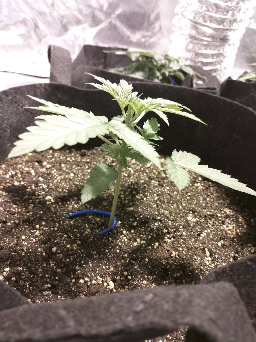 Day 13 first 2
