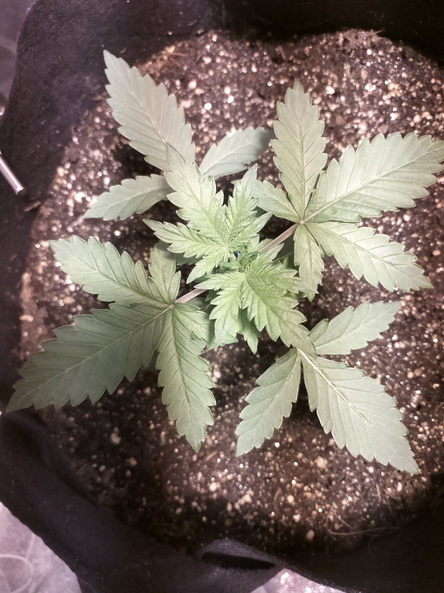 Day 13 first