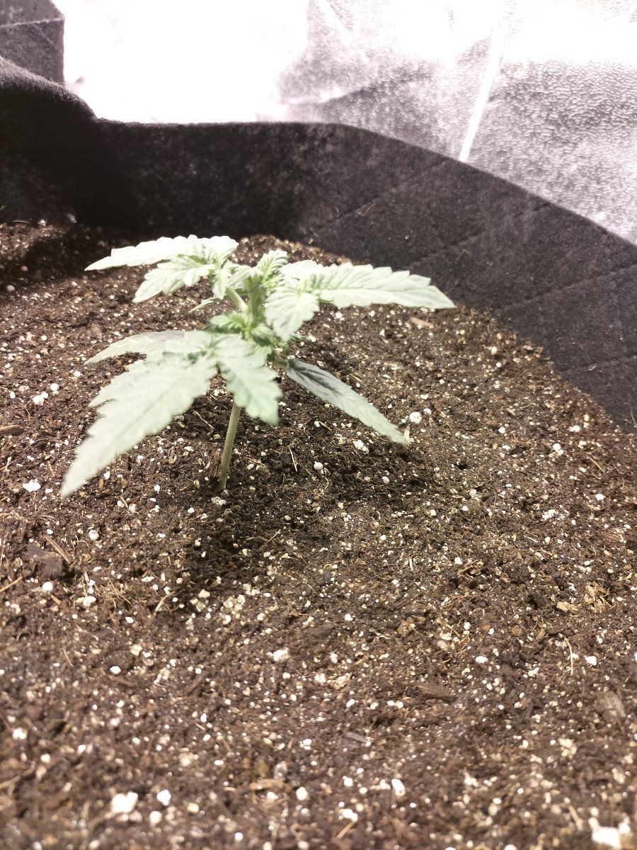 Day 13 second 2