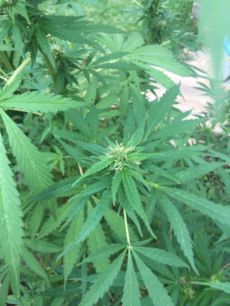 www.thcfarmer.com