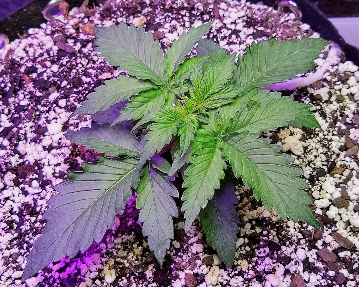 Day 14 from sprout