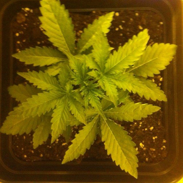 DAY 14