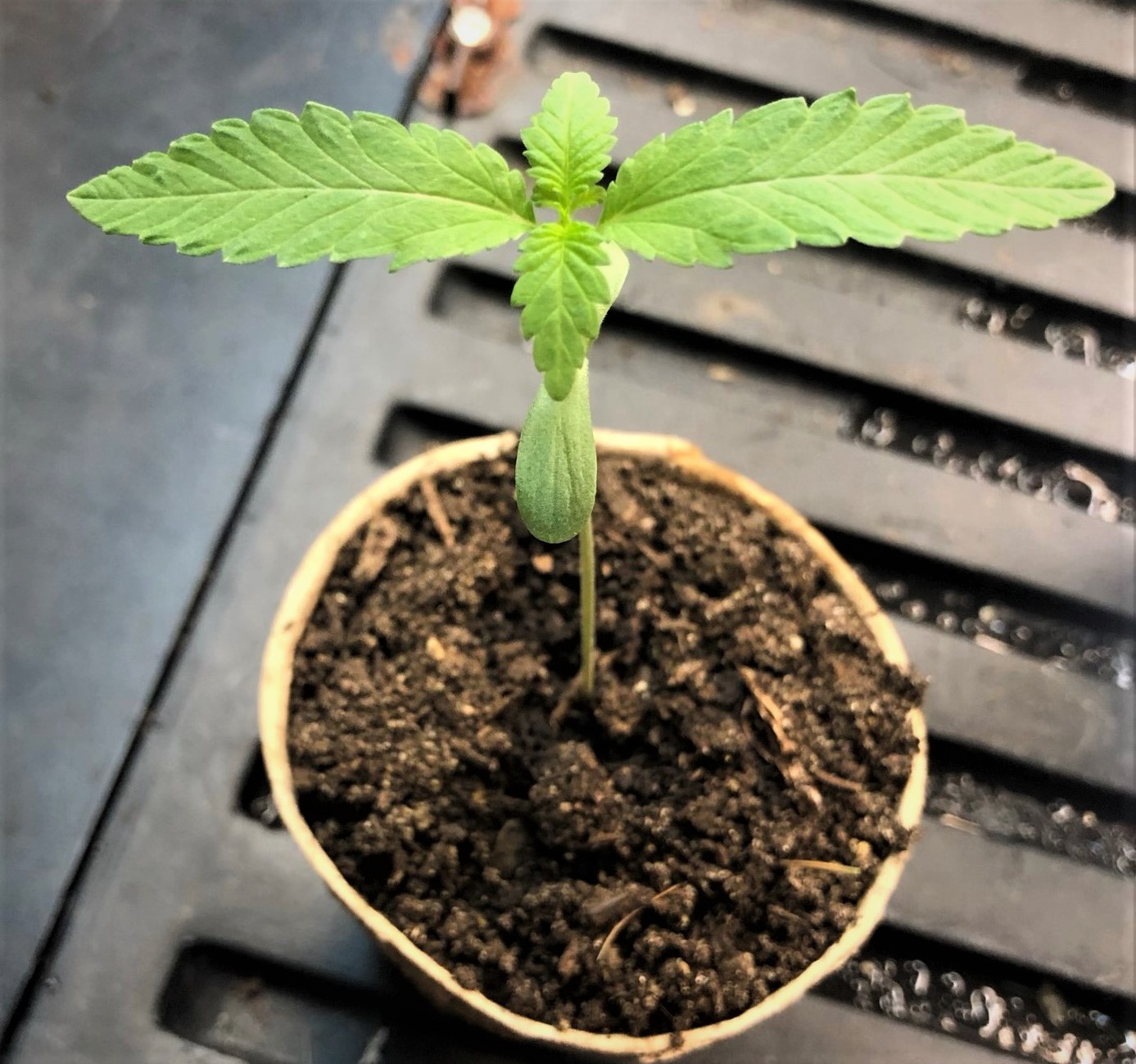 Day 14