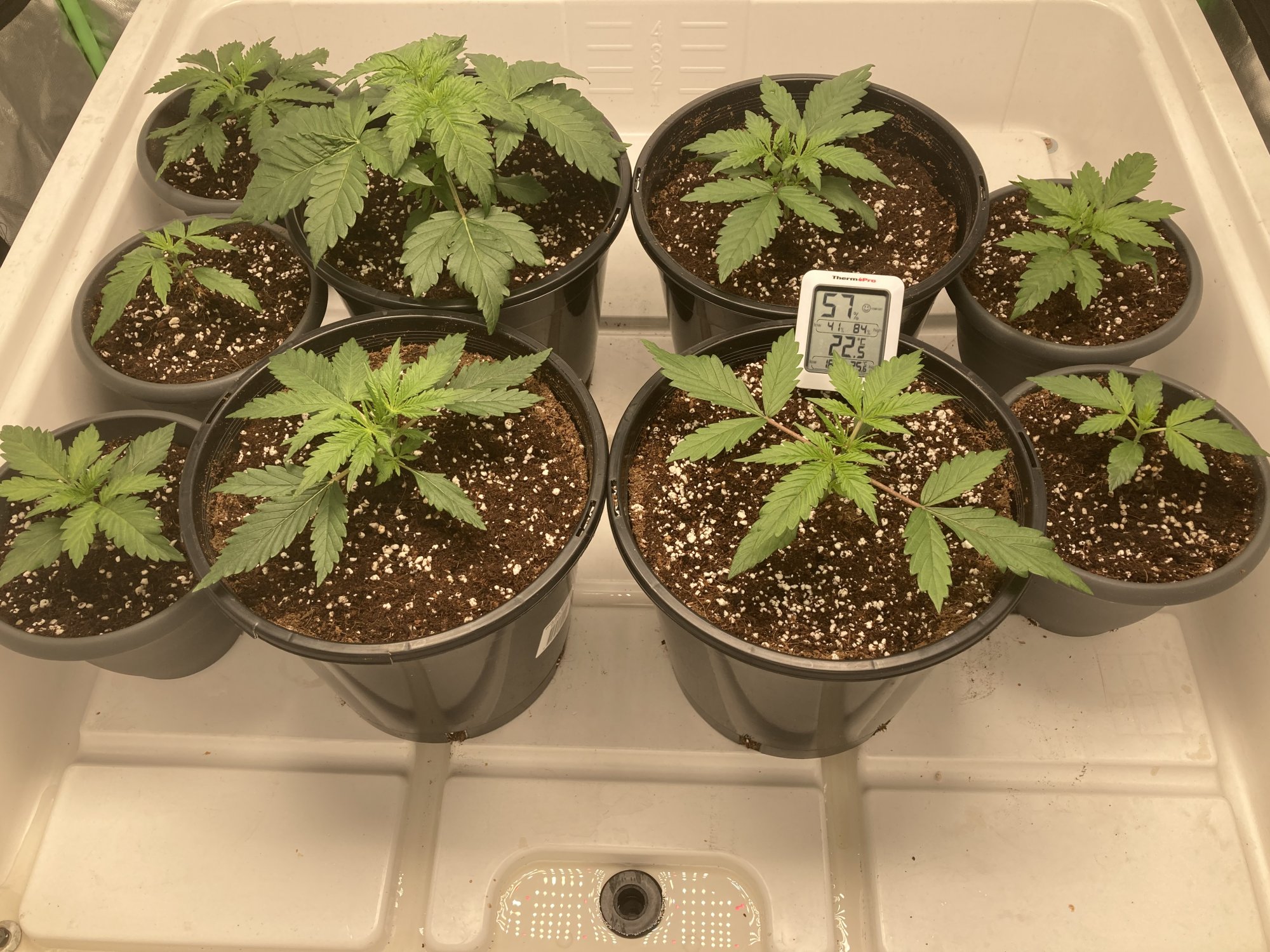 Day 15 from seed   they are powering 2