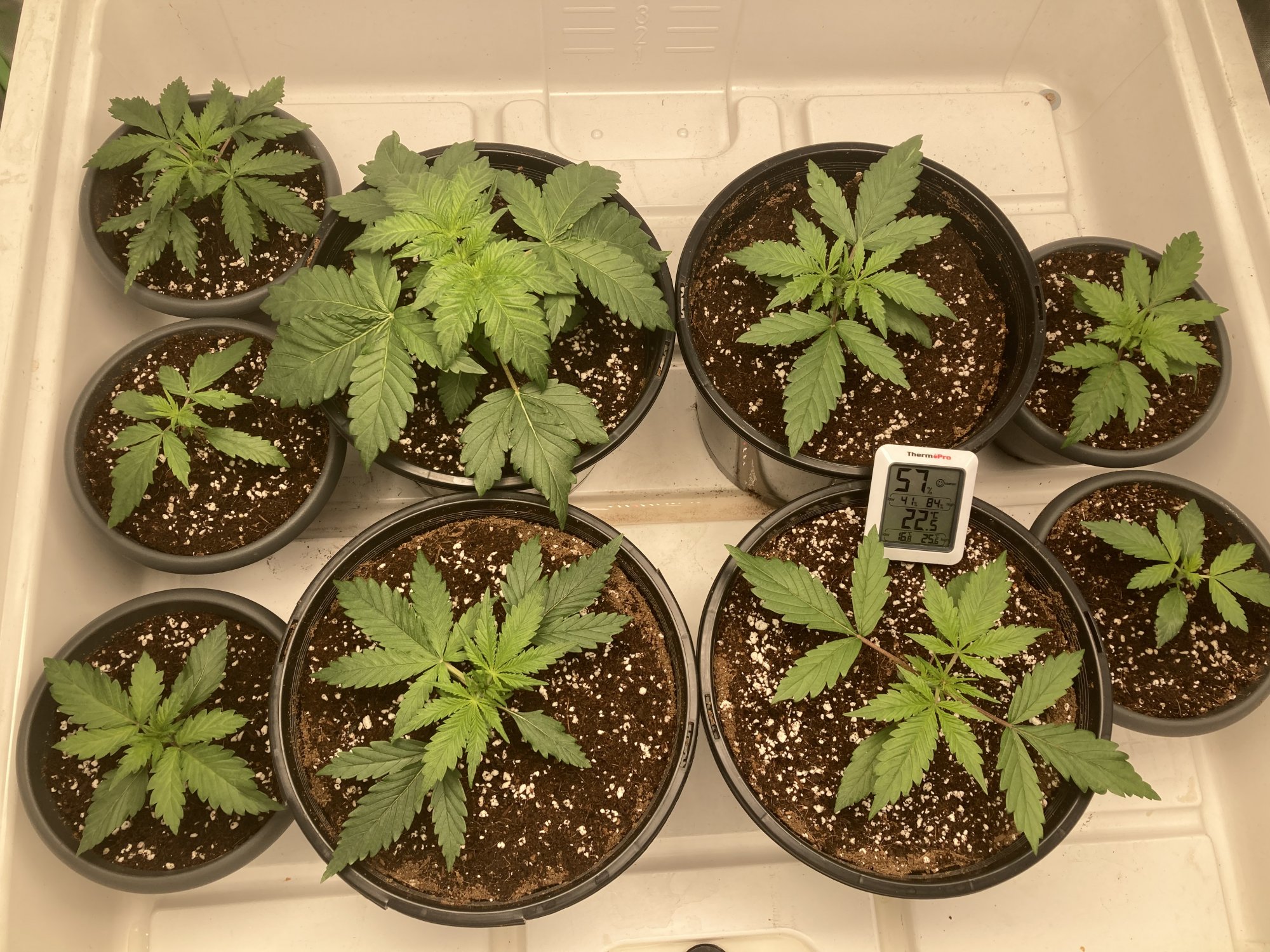 Day 15 from seed   they are powering 3