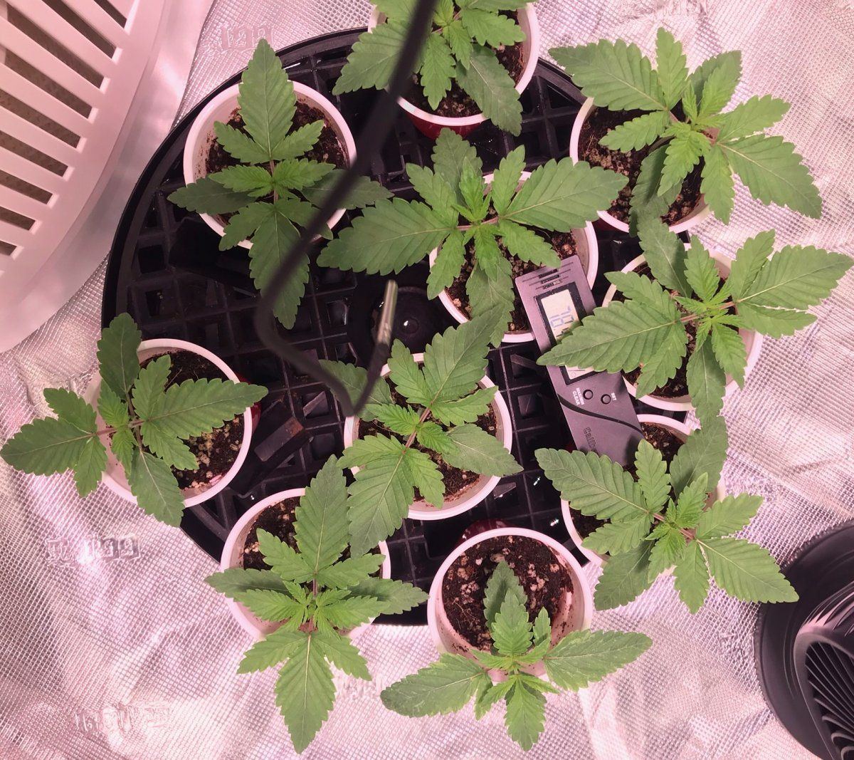 Day 15