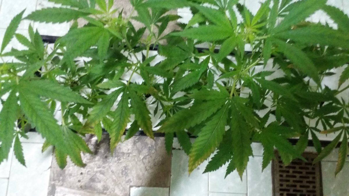 Day 15 of flowering and now this starts to happen please help 3