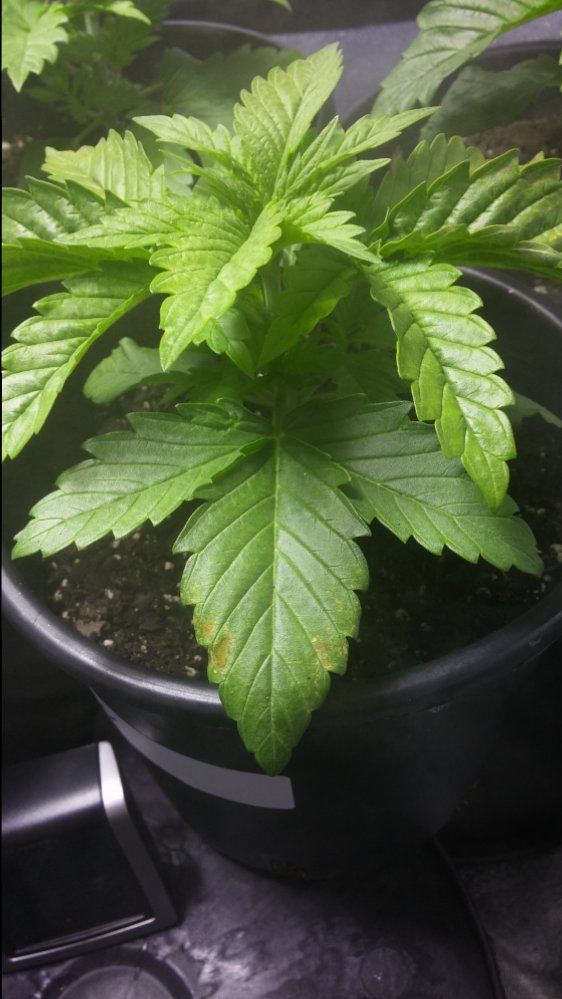 Day 16