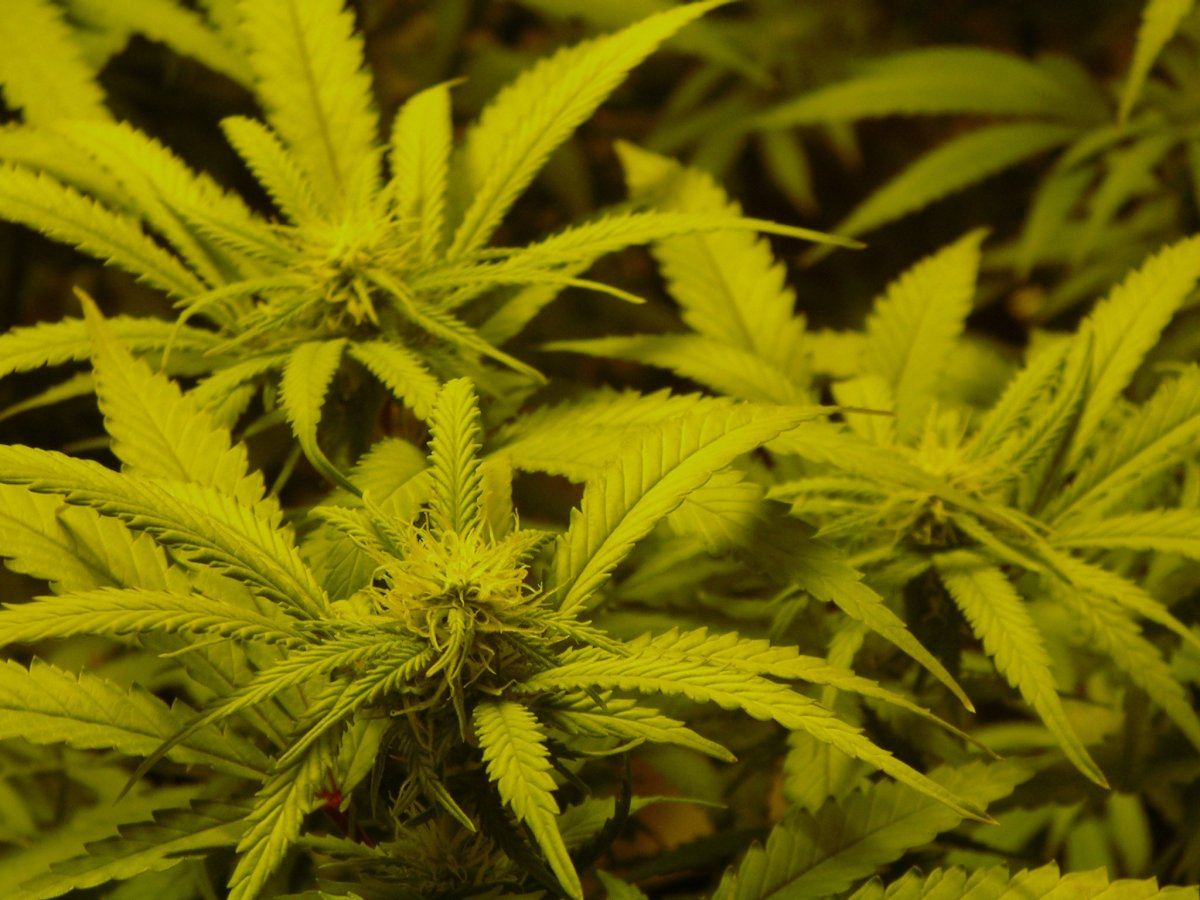 Day 17 Flowering 2