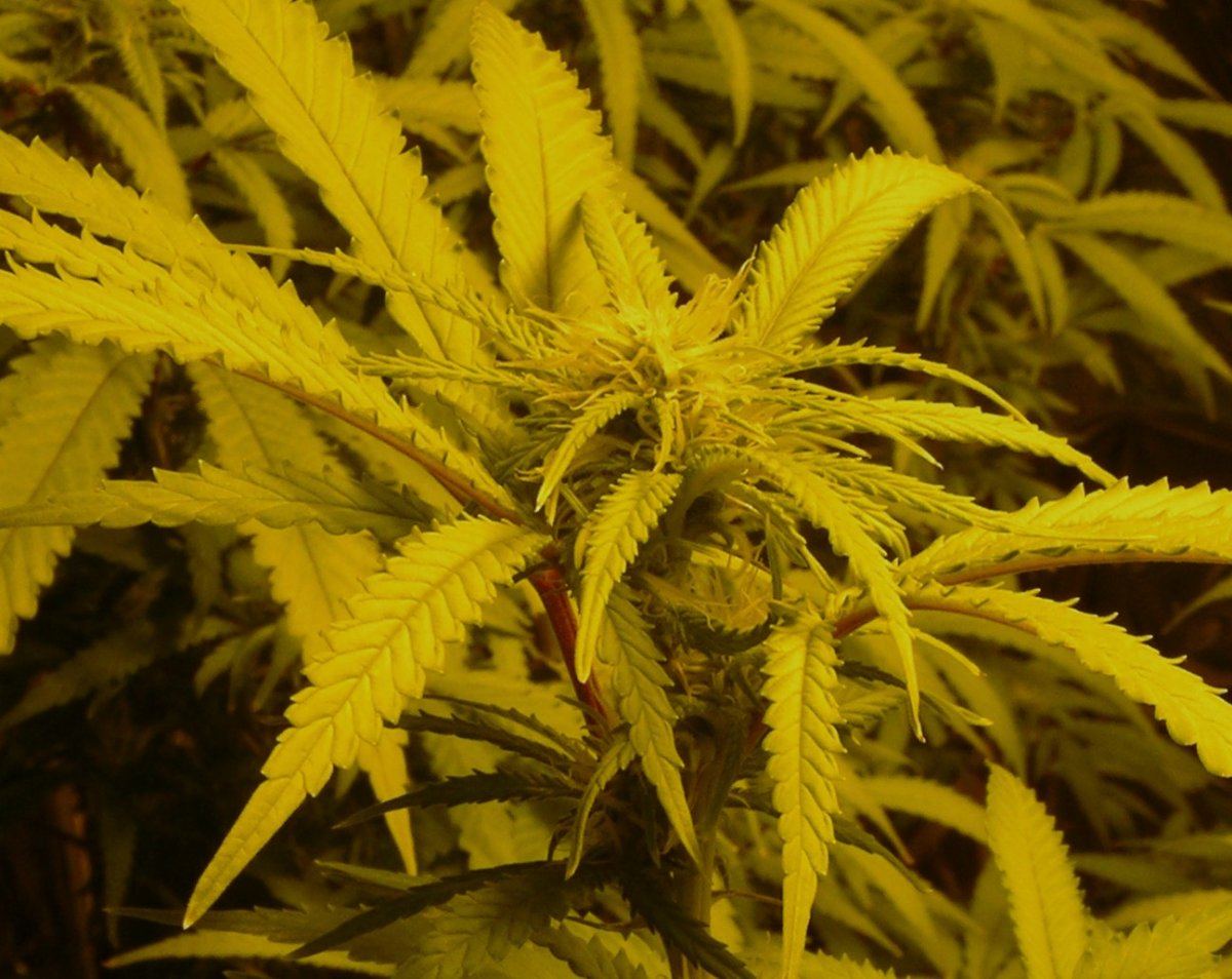 Day 17 Flowering 3