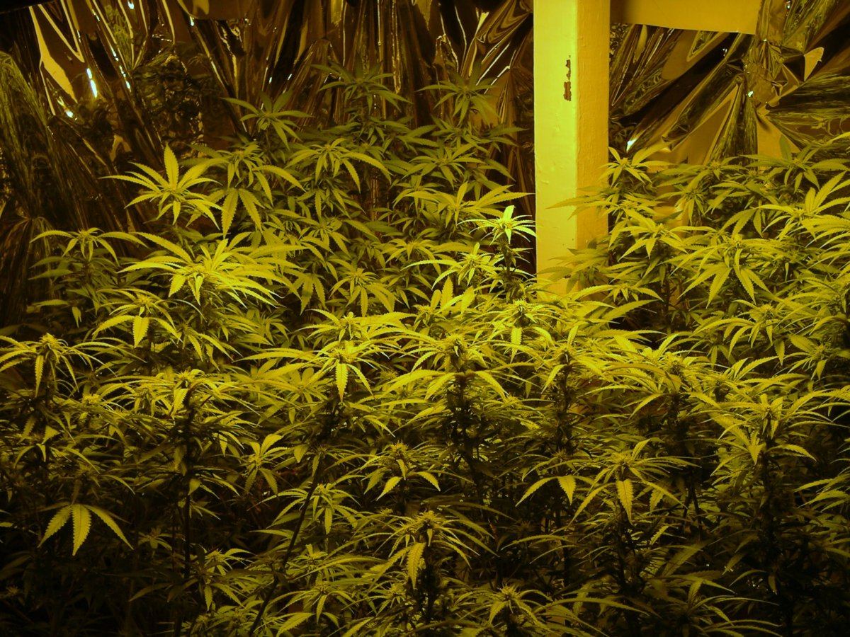 Day 17 Flowering 4