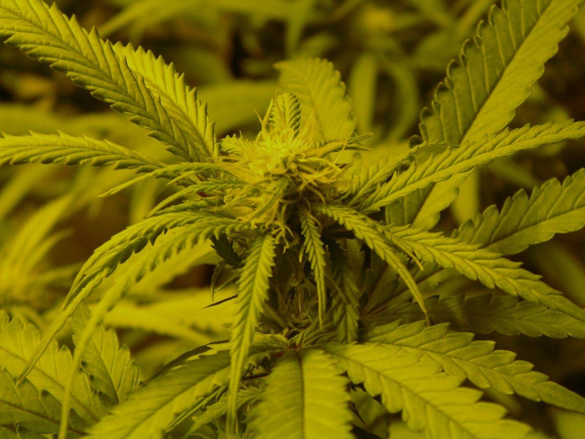 Day 17 Flowering