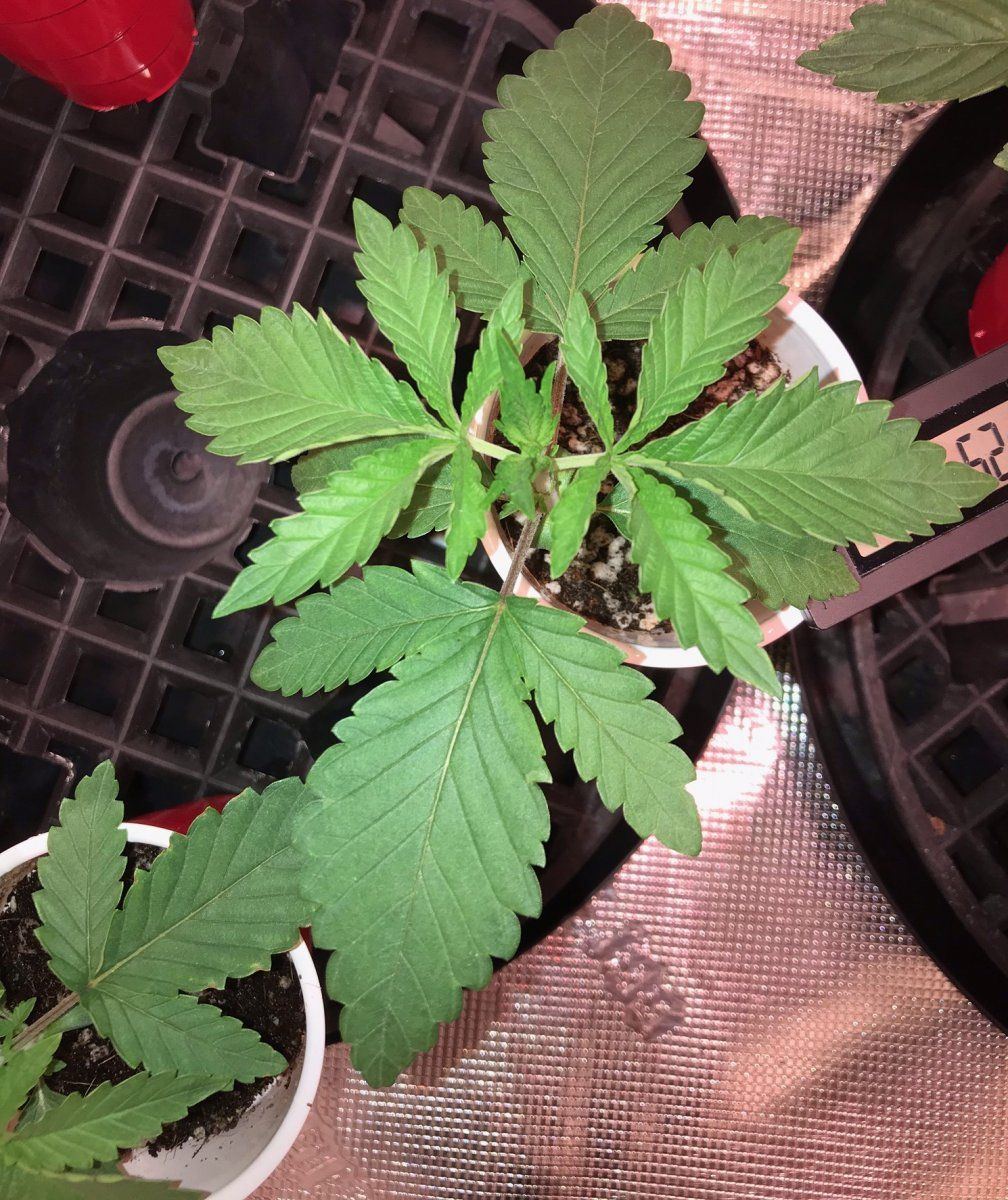 Day 17 from seed and need some help
