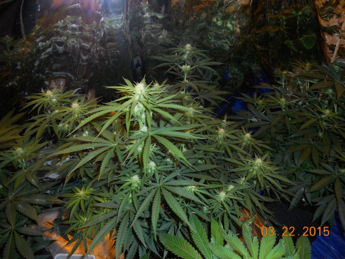 Day 18ish 001
