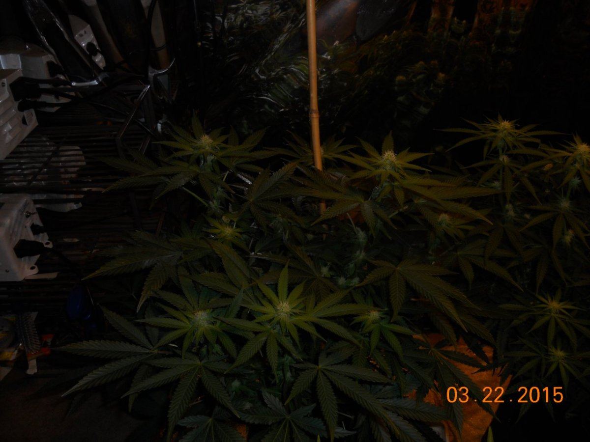 Day 18ish 002