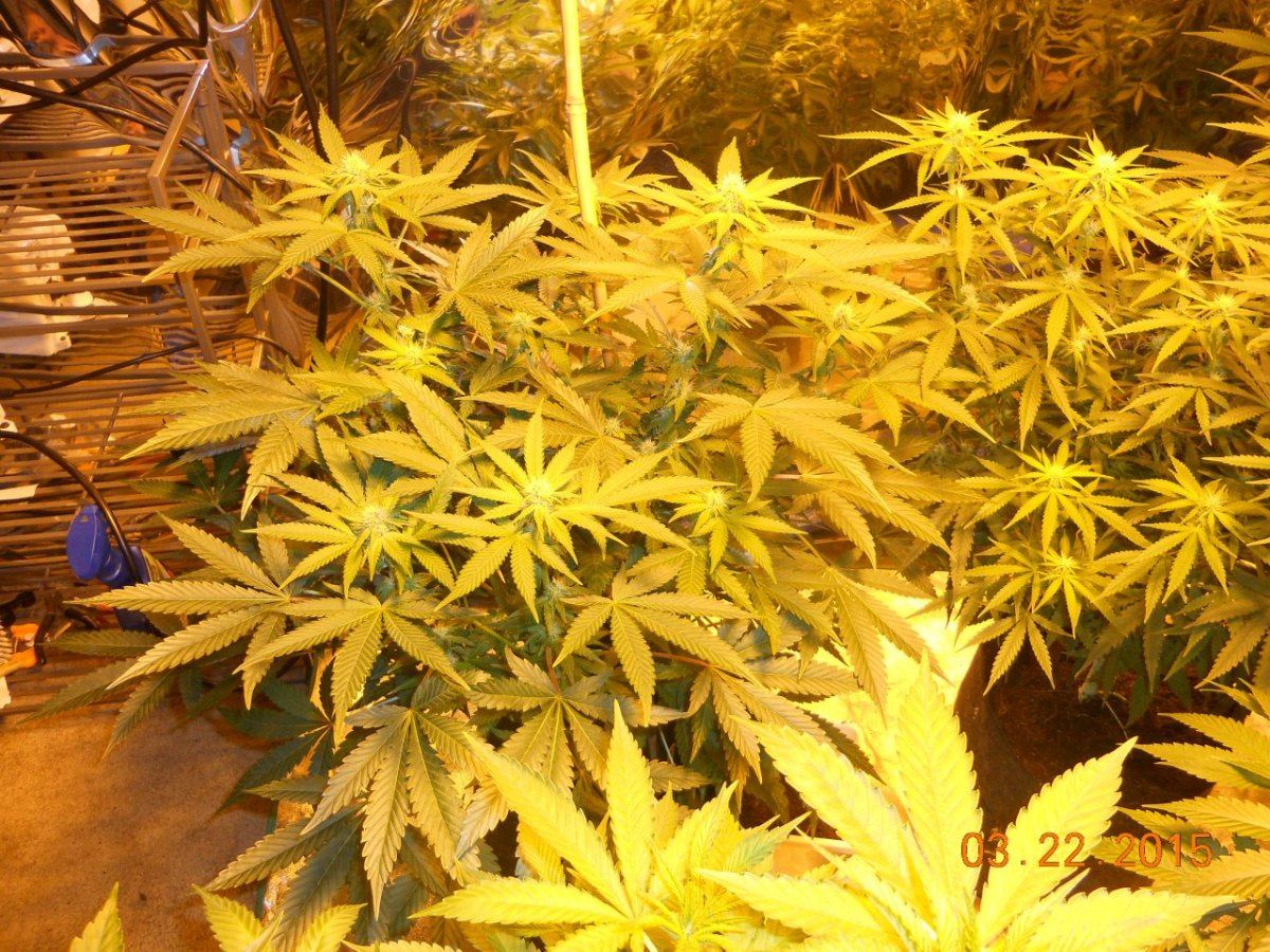 Day 18ish 003