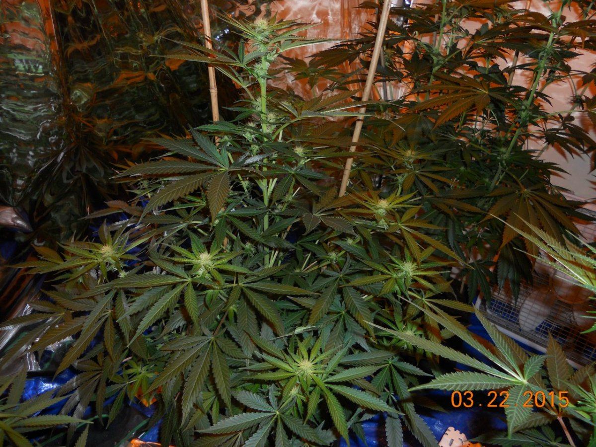 Day 18ish 004