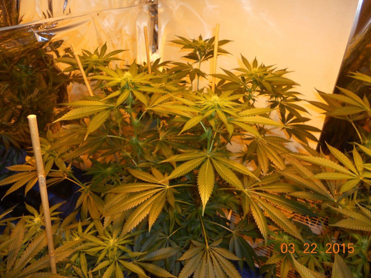 Day 18ish 006