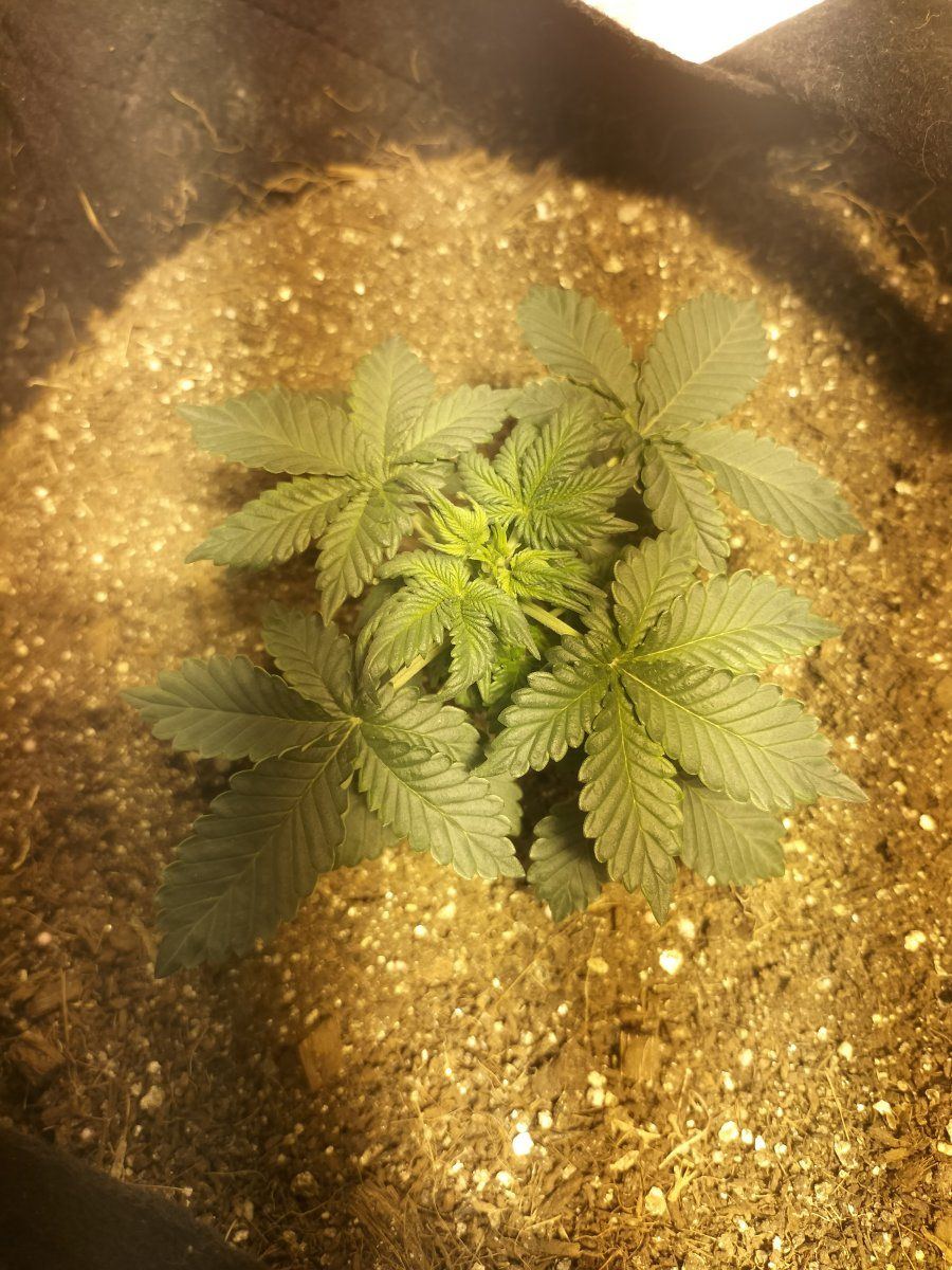 Day 19 4