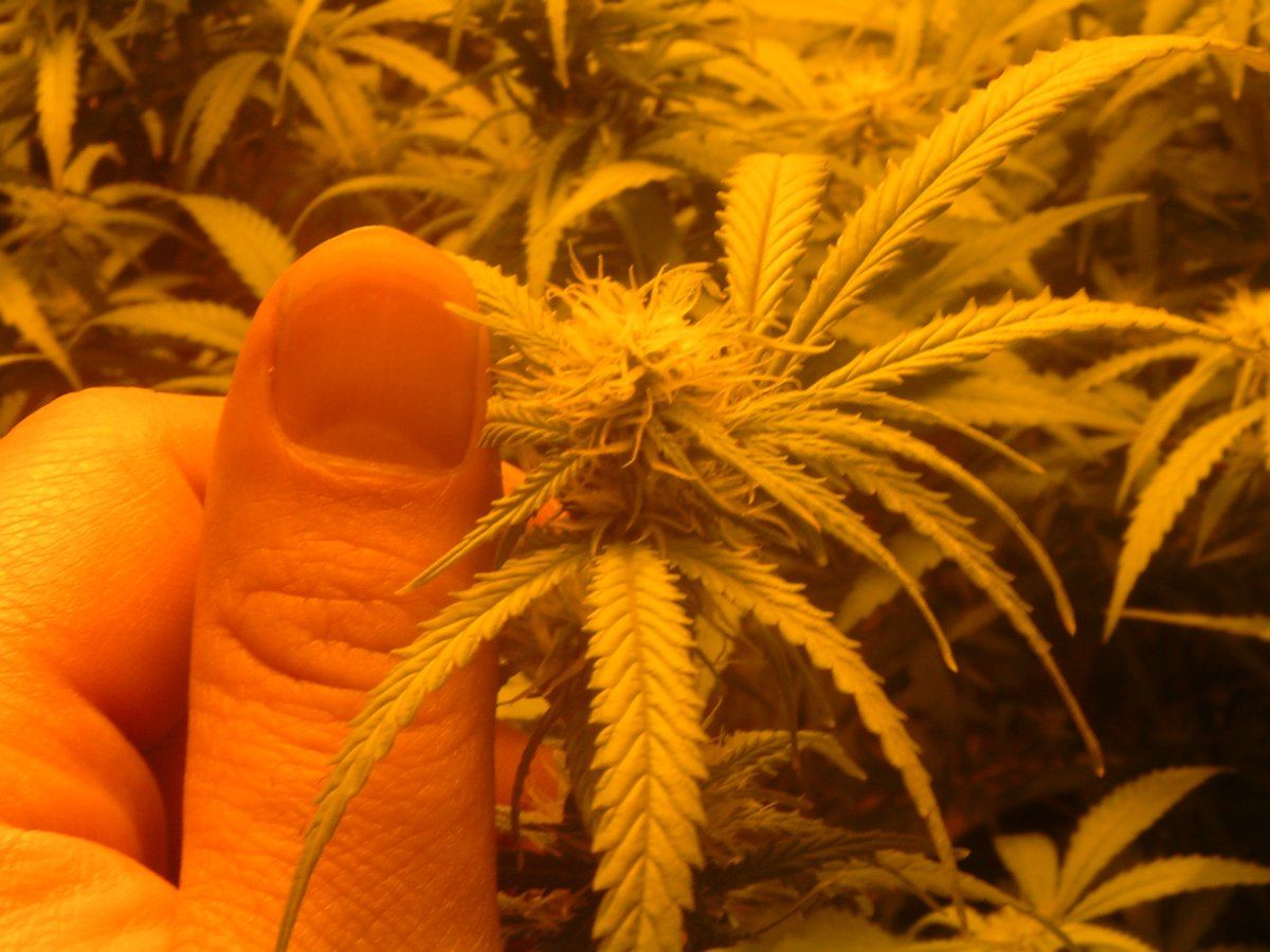 Day 19 Flowering