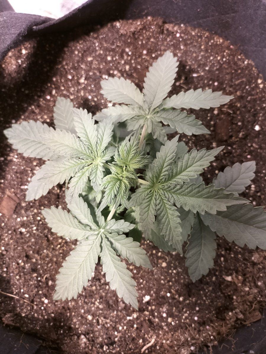 Day 19