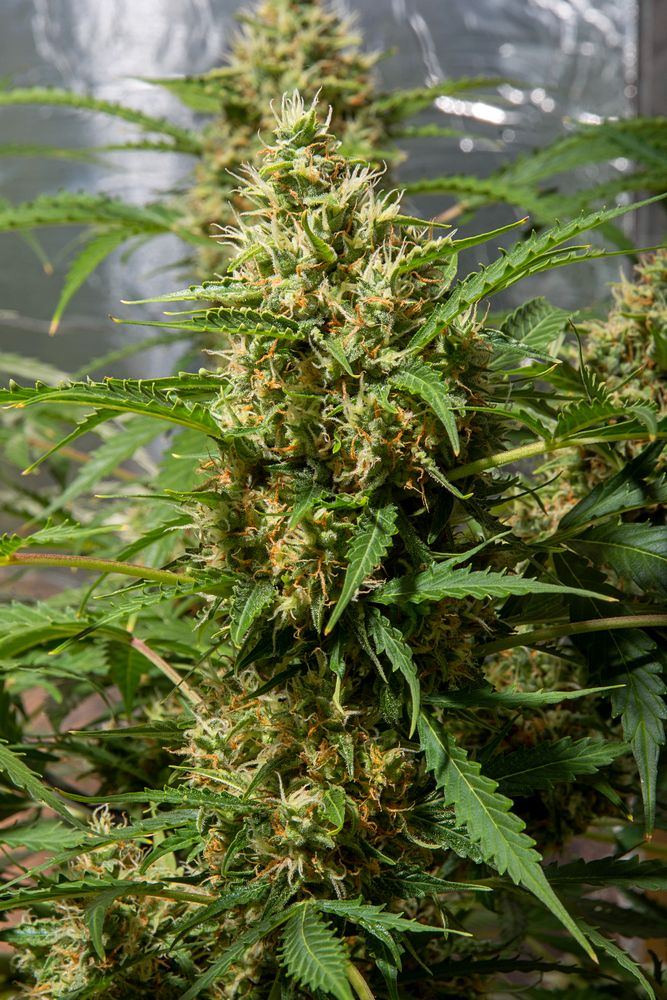 Day 20  Amnesia Auto bud 14 Sept