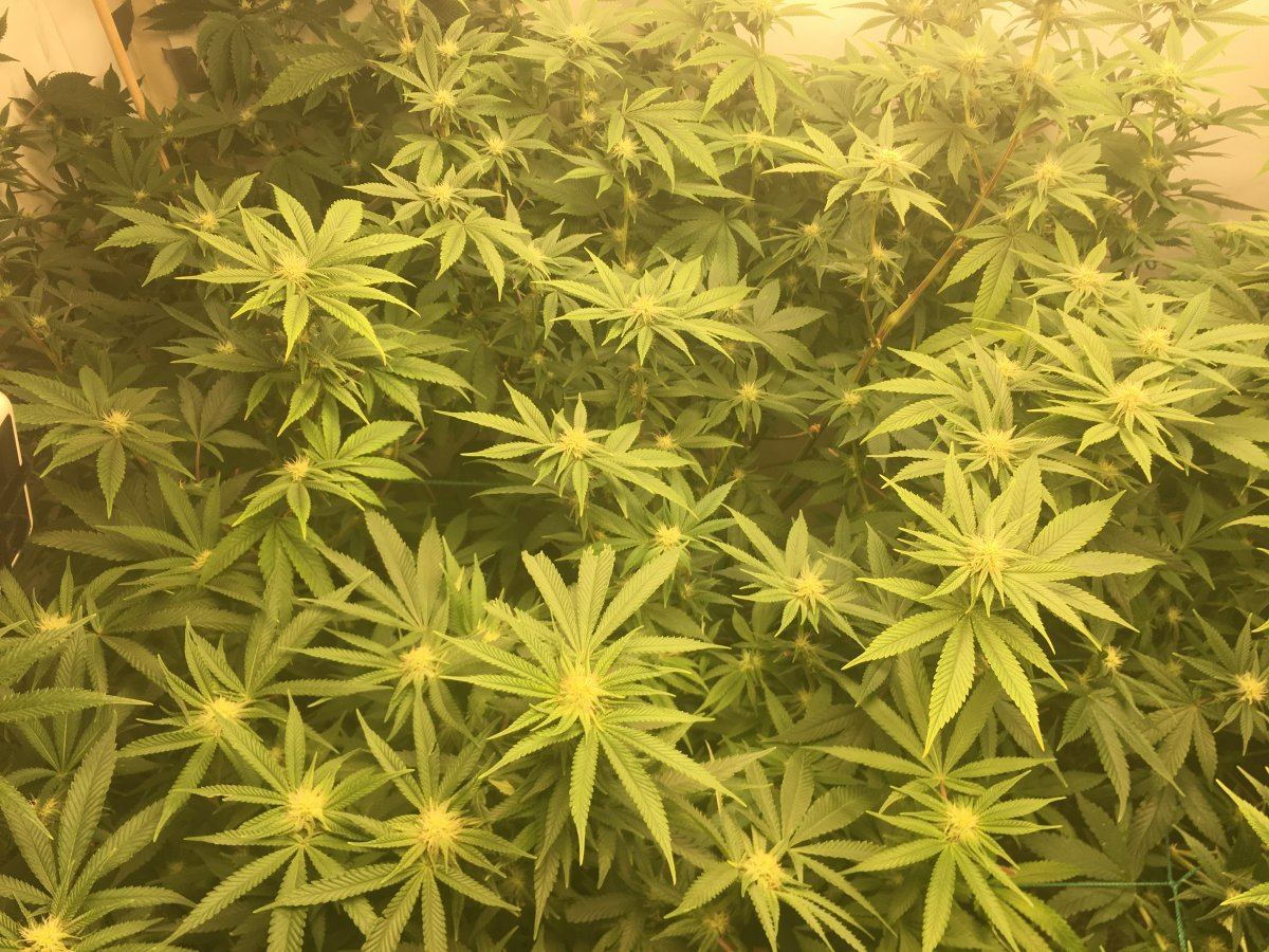 Day 20 flower first ever grow 12