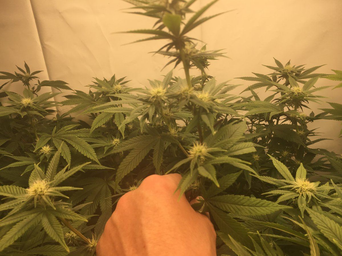 Day 20 flower first ever grow 6