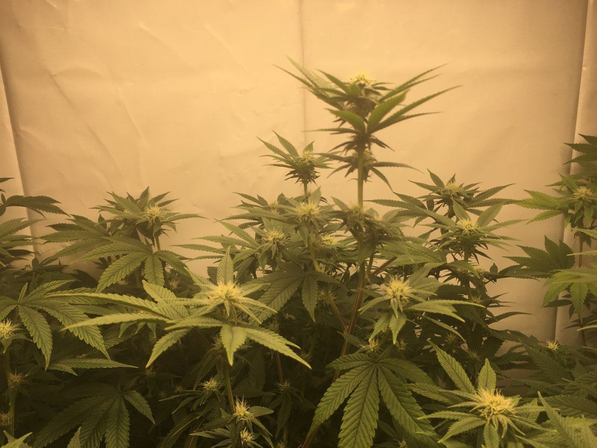 Day 20 flower first ever grow 7