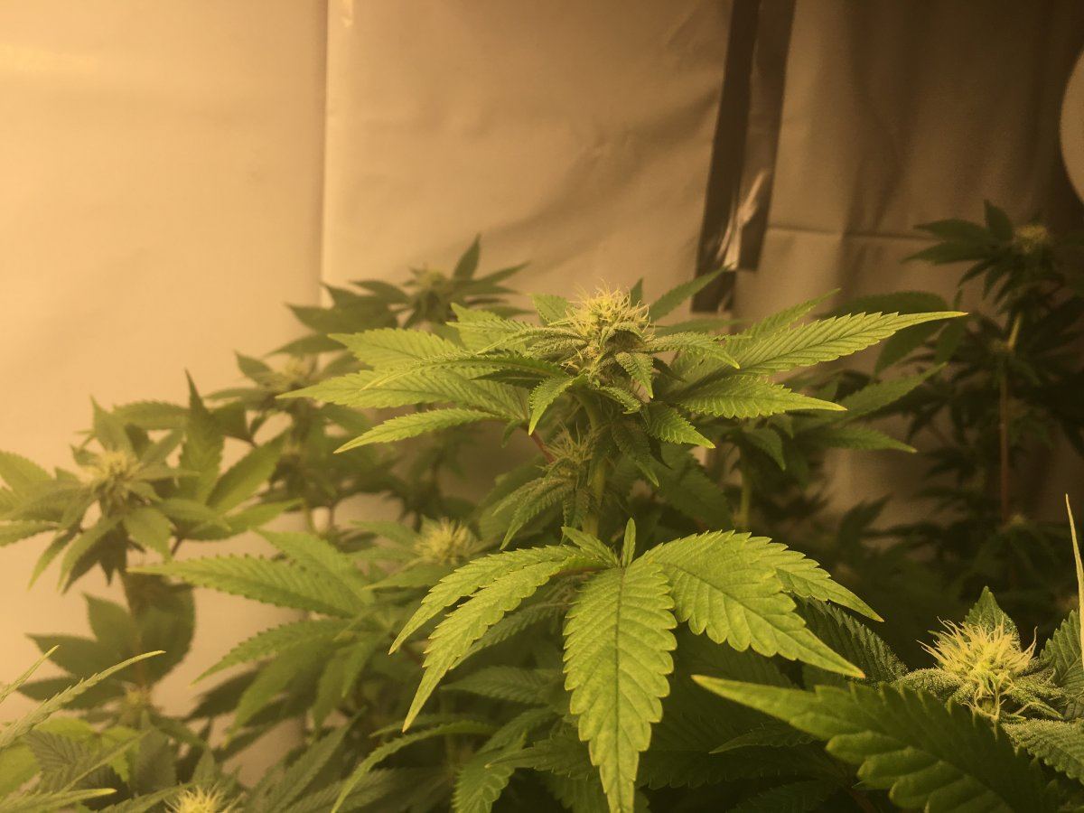 Day 20 flower first ever grow 8