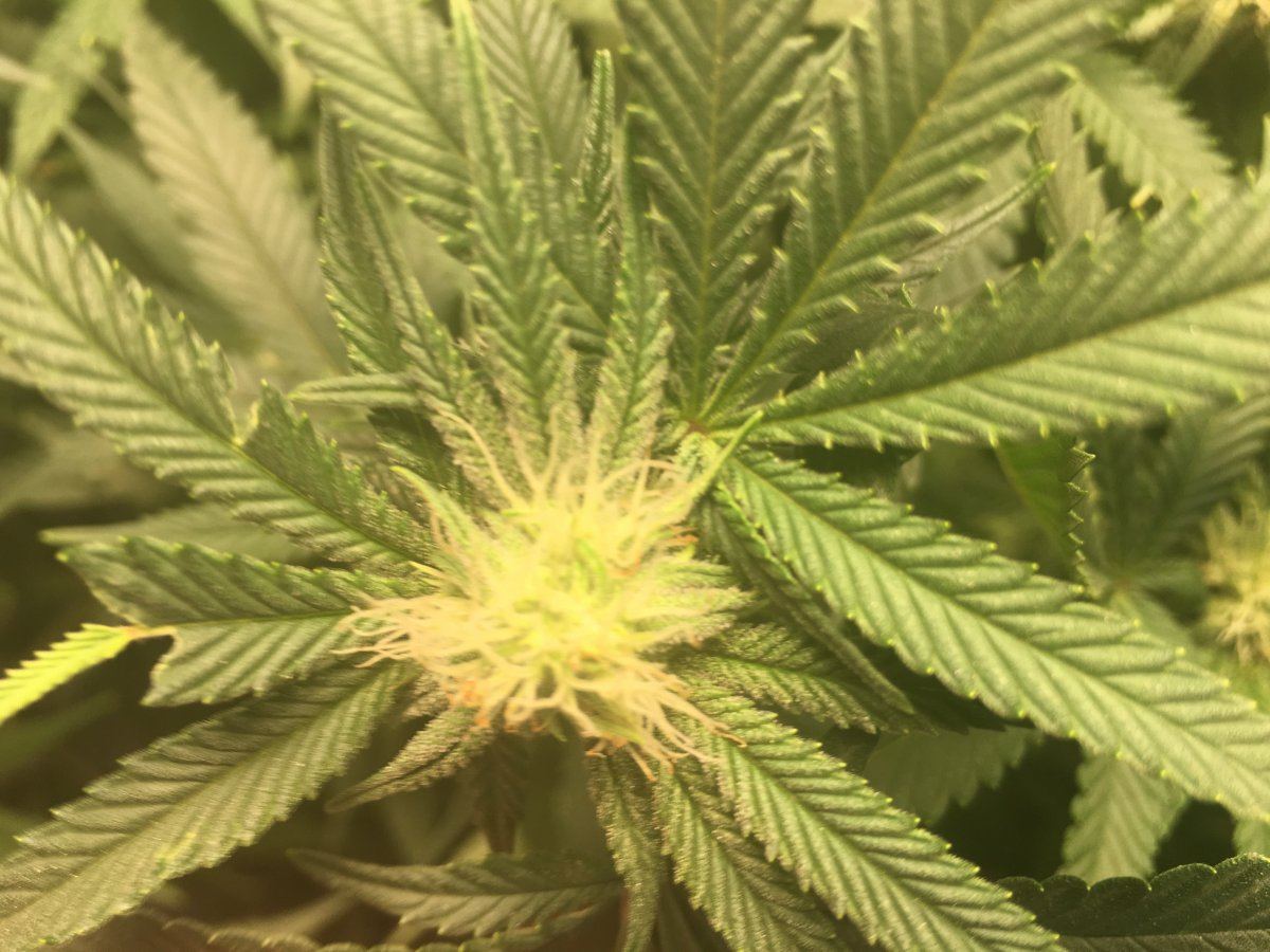 Day 20 flower first ever grow 9