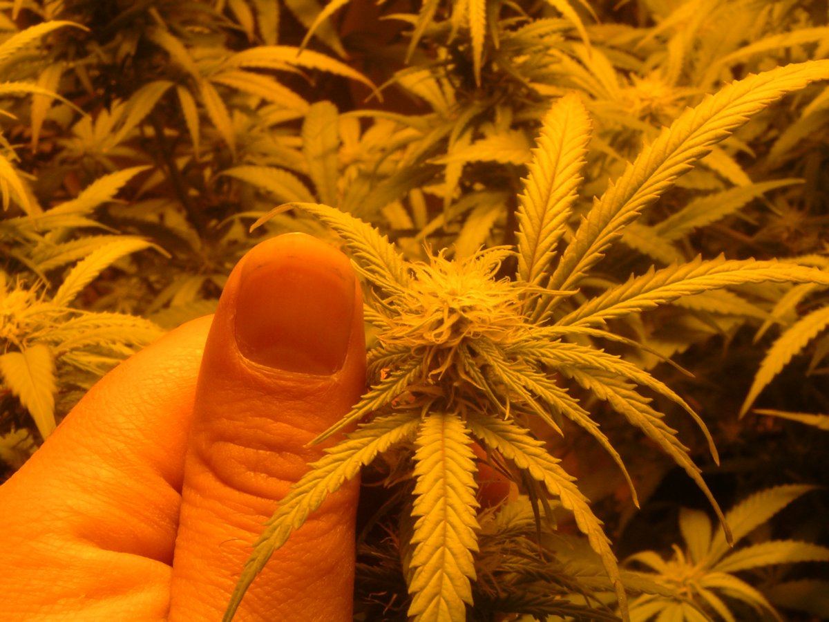 Day 20 Flowering 5