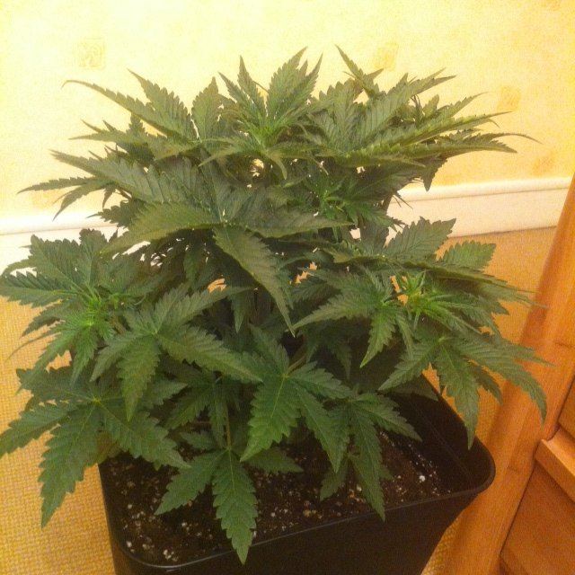 DAY 20